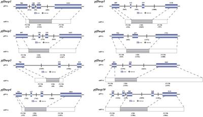 Genome-wide characterization and comparative expression profiling of dual-specificity phosphatase genes in yellow catfish (Pelteobagrus fulvidraco) after infection with exogenous Aeromonas hydrophila